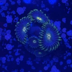 Gorilla Nip Zoa Display Decor
