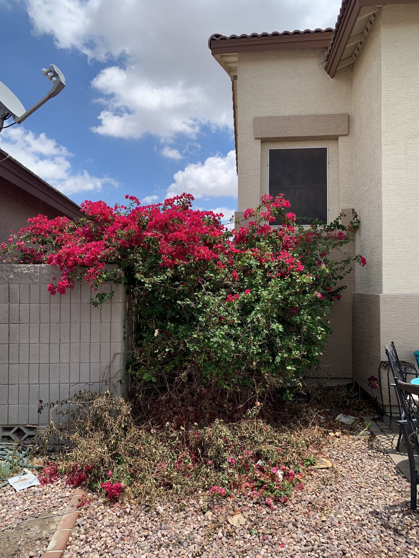 Tree Trimmings For Sale!
