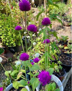 Globe Amaranth / Gomphrena / Purple