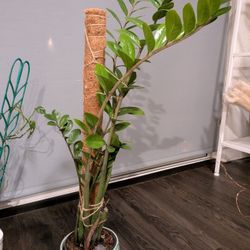 ZZ plant + Pot