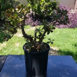 Jade succulent in std nursery 11" x 12" pot. 