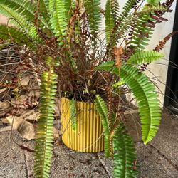 Beautiful Contemporary Planter With Growing Plant 🪴 