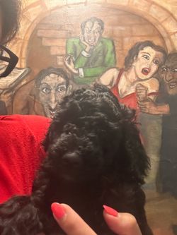 miniature poodle Painting , miniature poodle