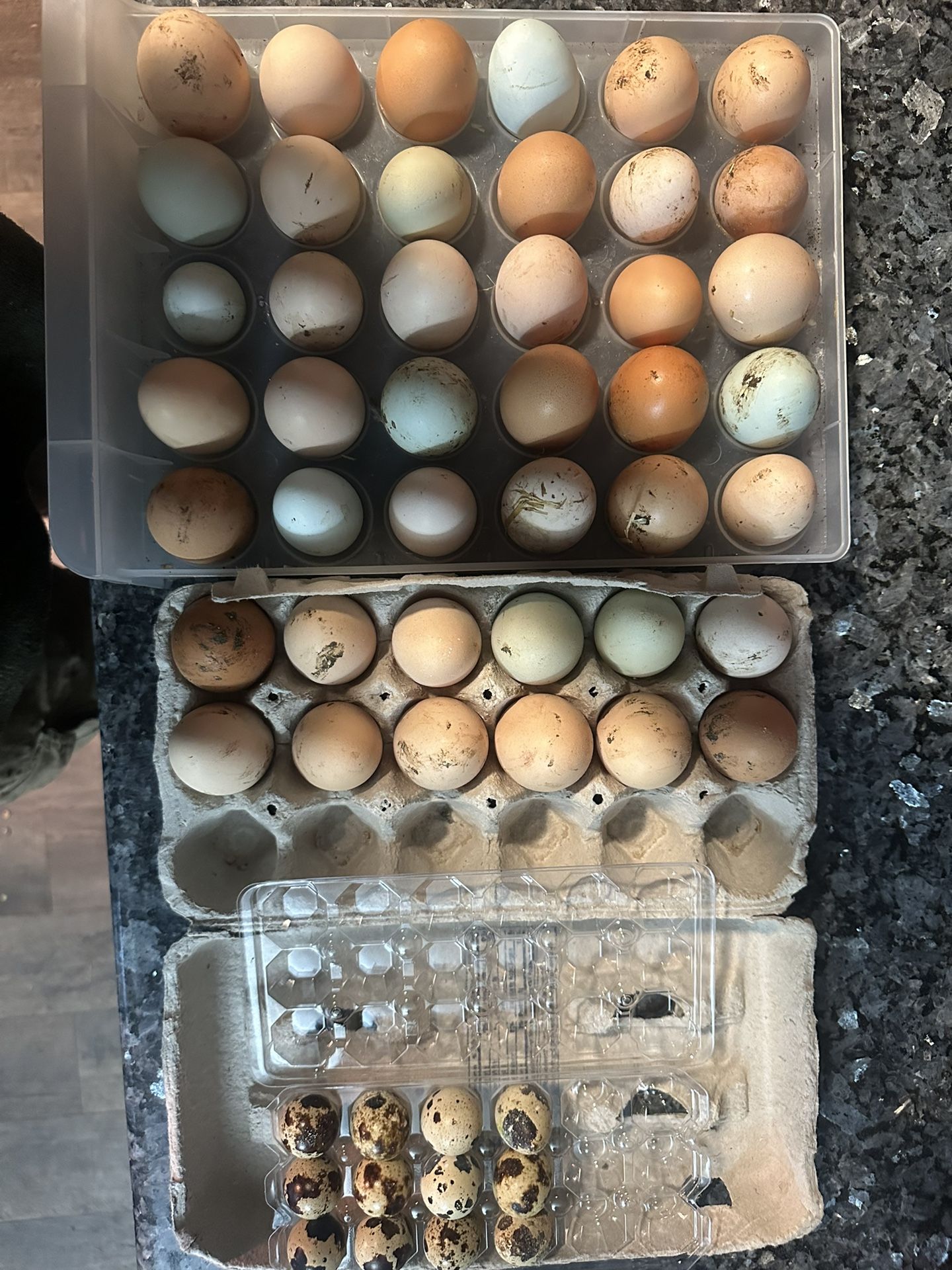 Fertile Chicken Eggs