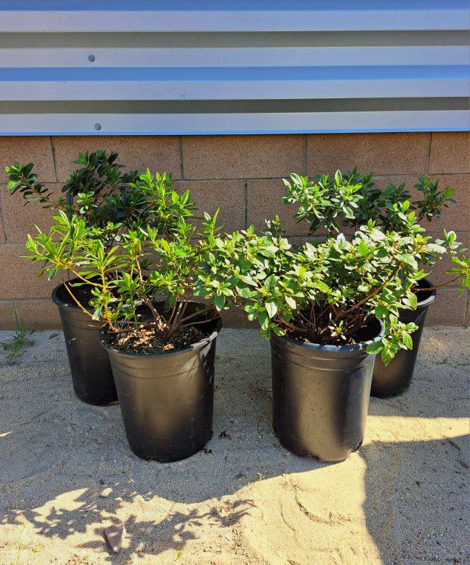 Large Azalea Plants/Shrubs