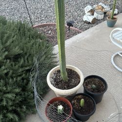 San Pedro Cactus $25