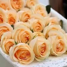 Rare European, Japan rose plants ,Peach Avalanche