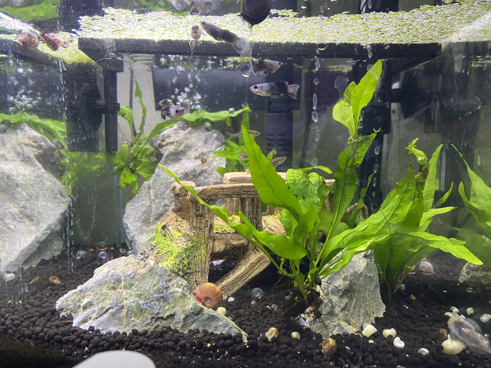 Algae Balls And Snails