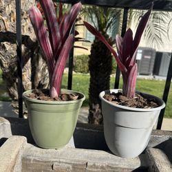 Neoregelia “Bird Rock” Bromeliad