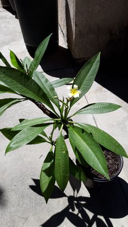 Plumeria Plant