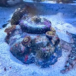 Replica Saltwater Aquarium Decor 