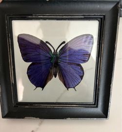 Ashland Distressed Halloween black goth butterfly heavy double glass picture photo frame