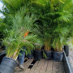 Huge Arecas About  8 Feet Tall Instant Privacy Hedge For Fence