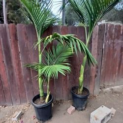 King Palm Trees 