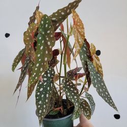 Polkadot maculata plant 6"
