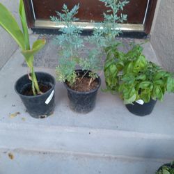 Ruda Basil And Canna Lily Plants 