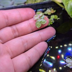 Aquarium Plants $2