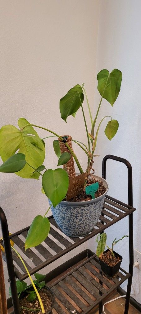 Monstera $15