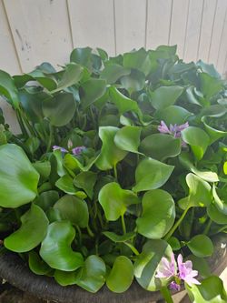 Pond Plants Blooms Purple 