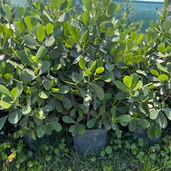 Clusia Hedges For Sale.  Great Pricing