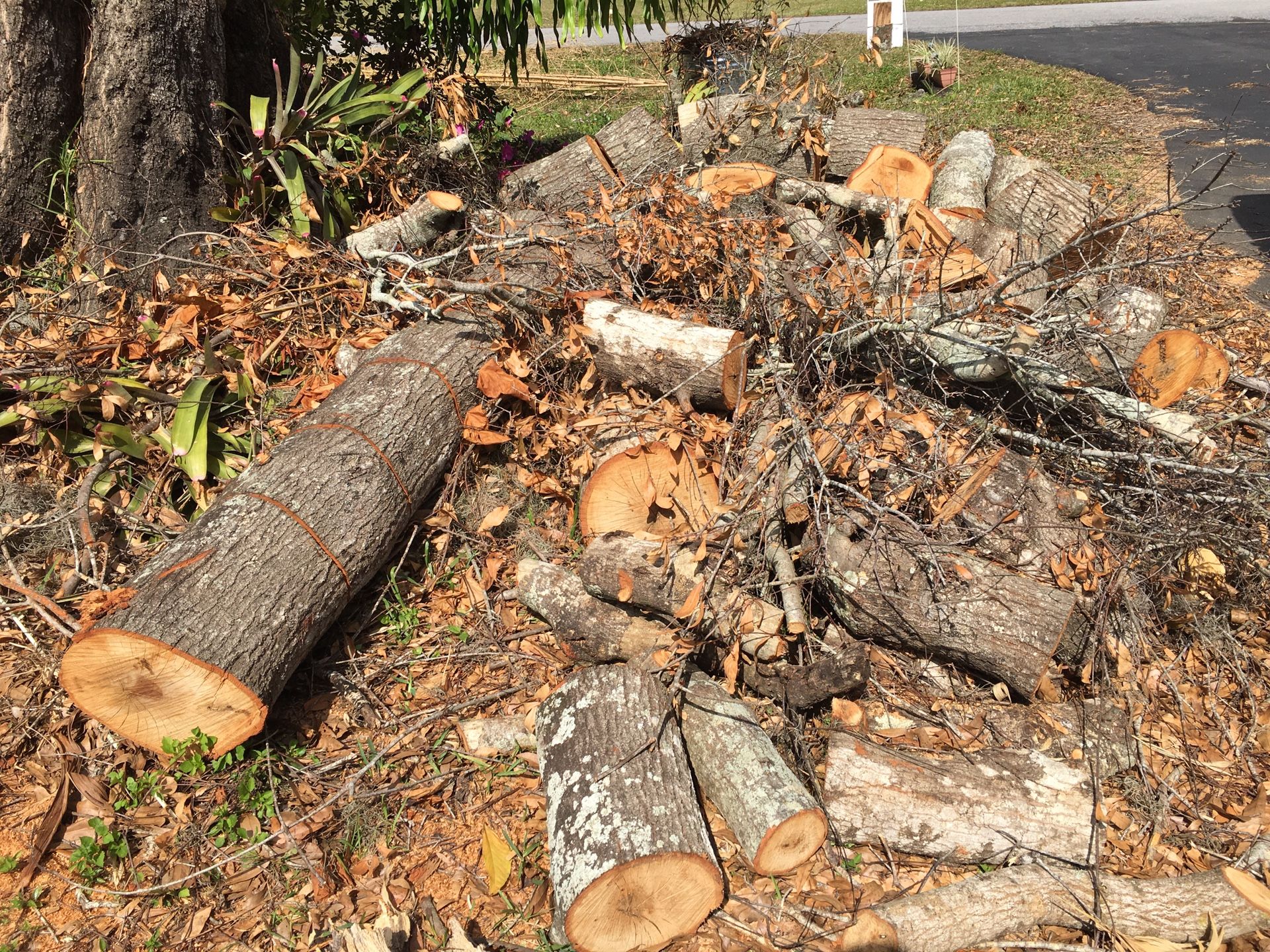 Fresh Cut oak for chucking. Free