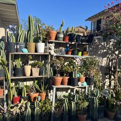 Plants For Any Ocasión 1 Dlrs Up