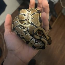 Female juvenile ball python