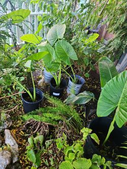 Elephant Ears Plants