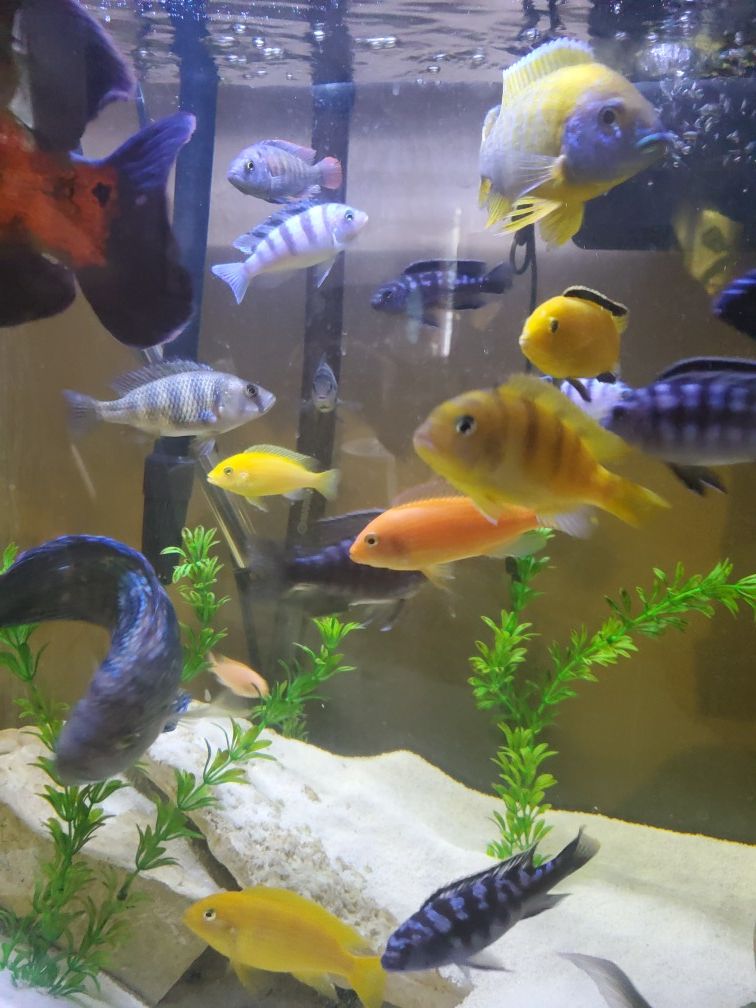 Cichlids for sale or trade one ghost knight