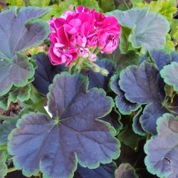 Geranio Raro doble Flor Blooming 