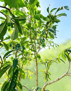 2 Avocado Trees , over 10-12 feet tall, you dig $99 each , $160 for both Home Depot sells a 4 feeter for 179 plus tax. Loose soil. Please bri