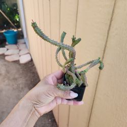 Medusa Suculent