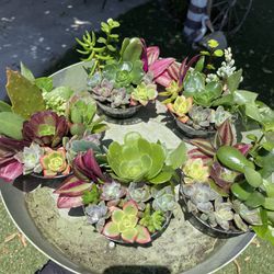 Little Cute Pots With Plant , Each $2👇