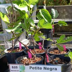 Fig Trees That Grow Great In The Pacific Northwest For Great Prices