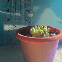 Succulent