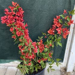 Red Fire Bougainvillea, Veranera, Camellina Outdoor Plant , In 5 Gallóns Pot Pick Up Only