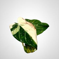 Variegated Philodendron Gloriosum