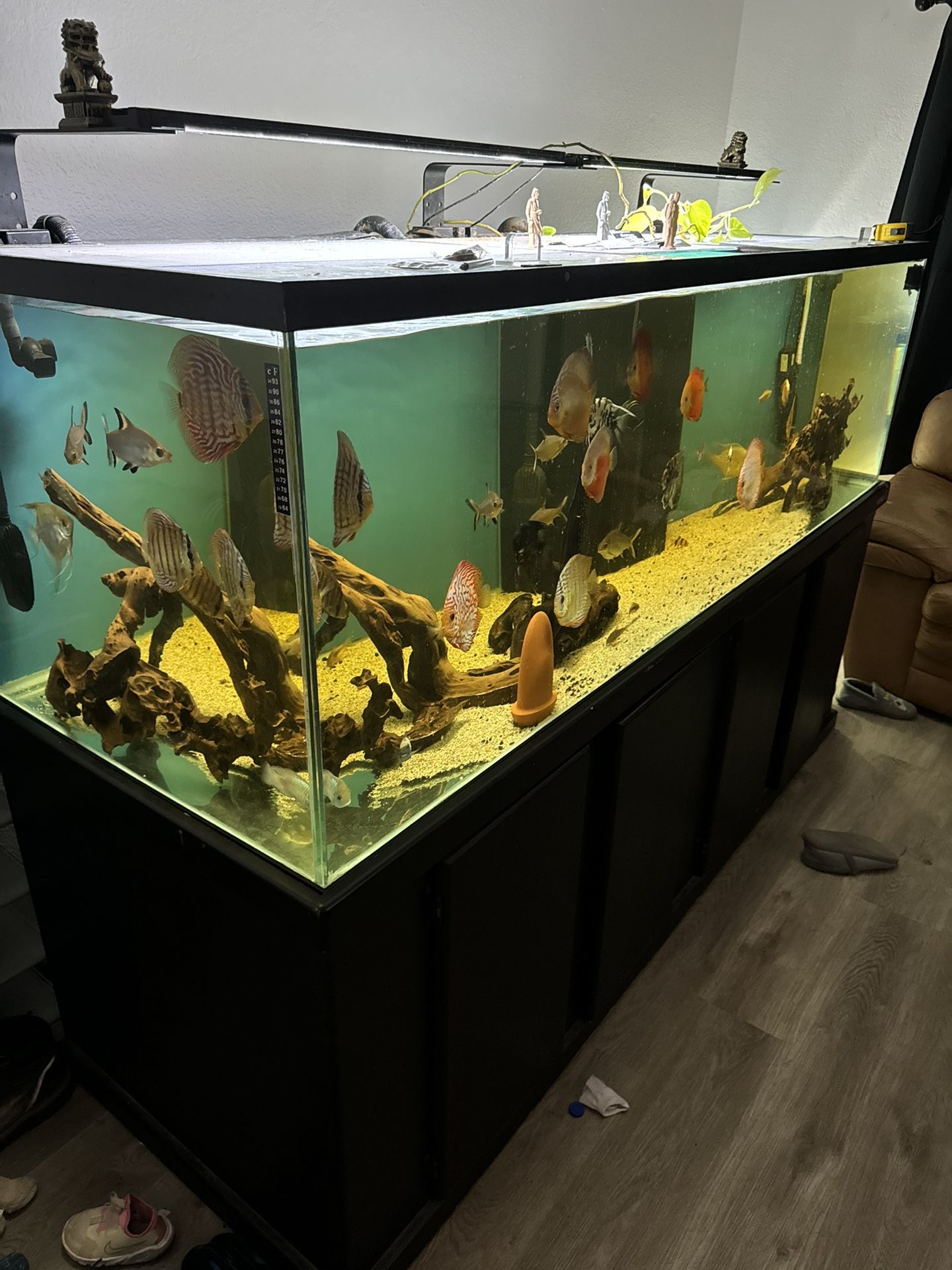 300 gallon aquarium sale