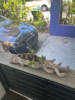 Tree log plant
