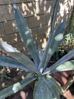Blue Agave