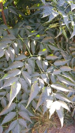 Neem bunches