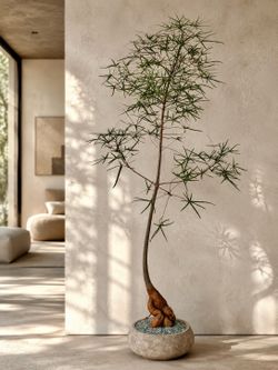 ~ 88” Tall Queensland Bottle Tree/ Brachychiton Rupestris (Planter Included) ‘Local LA Seller’