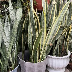 Snake Plants