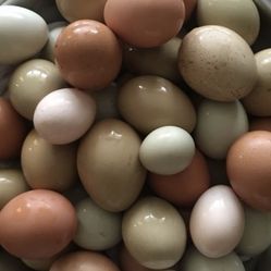 fertile chicken eggs 12 for $10 1 dozen