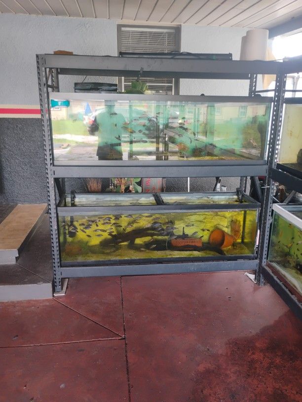 Fish Tank 125 G