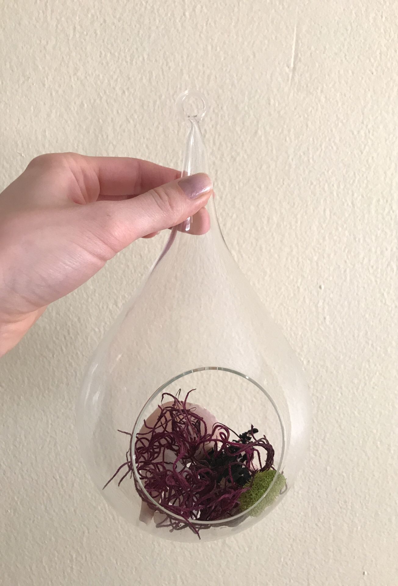 Glass air plant succulent hanging pot terrarium