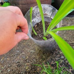 $3 Small Ribbon Or Spider Plant In Plastic Container Perfect For Macrame
