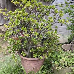 Jade Tree- Succulent- (Crassula Ovata)