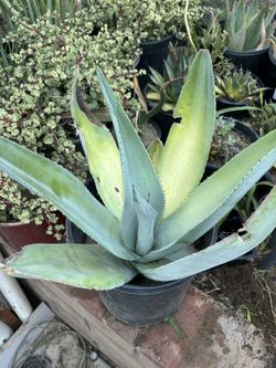 Agave Guiengola, 5 Gallon Pot Fully Rooted. Very Hard To Find At Nurseries 