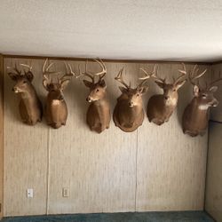 DEER HEADS MOUNTED (BUCKS)